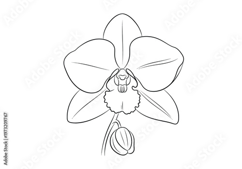 Elegant hand drawn outline sketch of a single orchid flower with a bud on a clean white