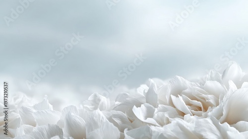 Soft Focus Close-Up of Delicate White Flower Petals with a Dreamy, Ethereal Background