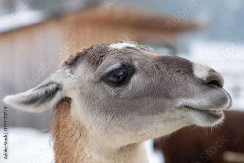 Closeup of a Curious Llama
