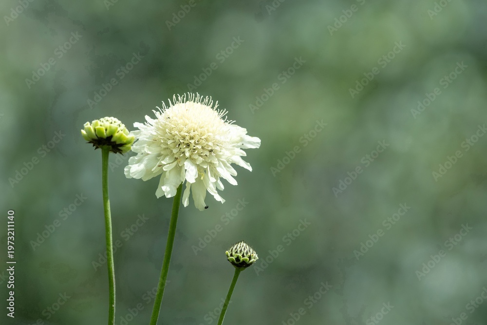 custom made wallpaper toronto digitalClose up of a cream scabious (scabiosa ochroleuca) flower in bloom