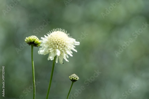 Wallpaper Mural Close up of a cream scabious (scabiosa ochroleuca) flower in bloom Torontodigital.ca