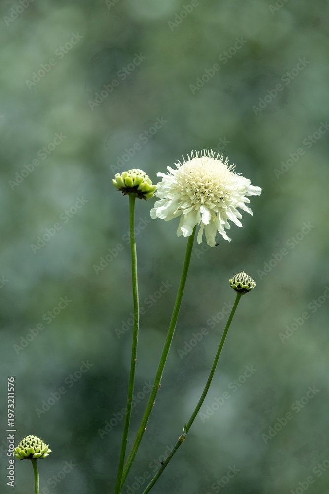 custom made wallpaper toronto digitalClose up of a cream scabious (scabiosa ochroleuca) flower in bloom
