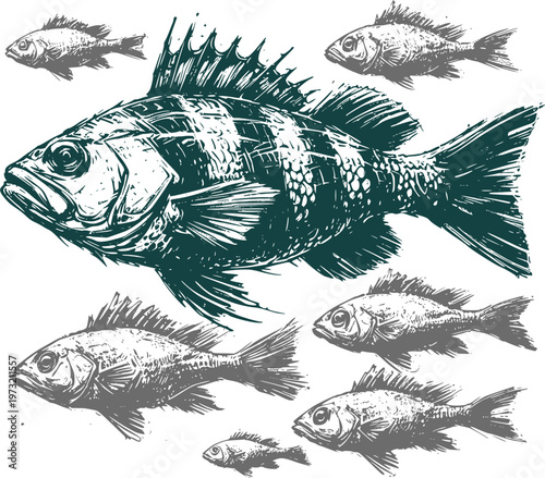 Hand drawn vintage engraving style fish set. School of perch or sea bass vector illustration isolated on white background.