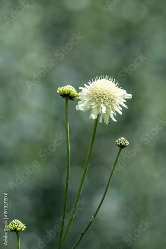 Wallpaper Mural Close up of a cream scabious (scabiosa ochroleuca) flower in bloom Torontodigital.ca