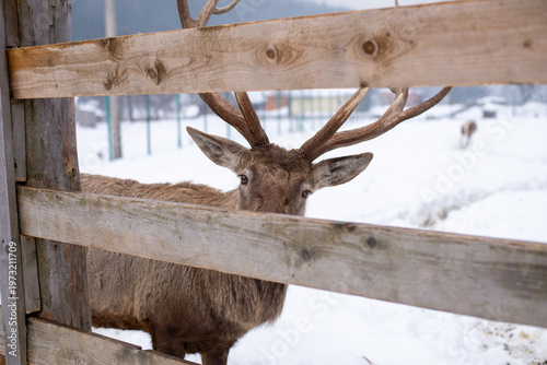 Deer Peeking Through Wooden Fence