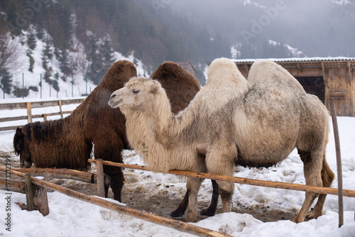 Camels in Snowy Alpine Landscape