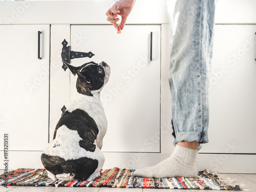 Photography Woman feeding treat to French Bulldog during training