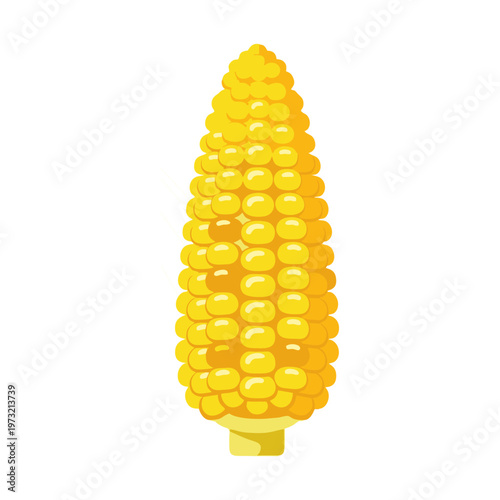 A single ear of ripe yellow corn on a white background.