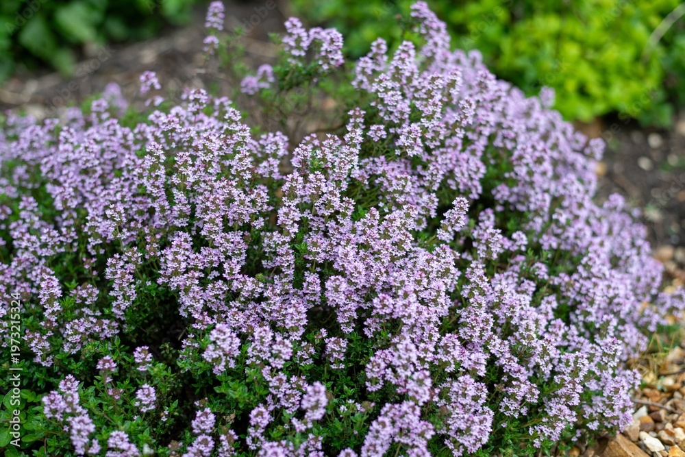 custom made wallpaper toronto digitalCreeping thyme (thymus serpyllum) flowers in bloom
