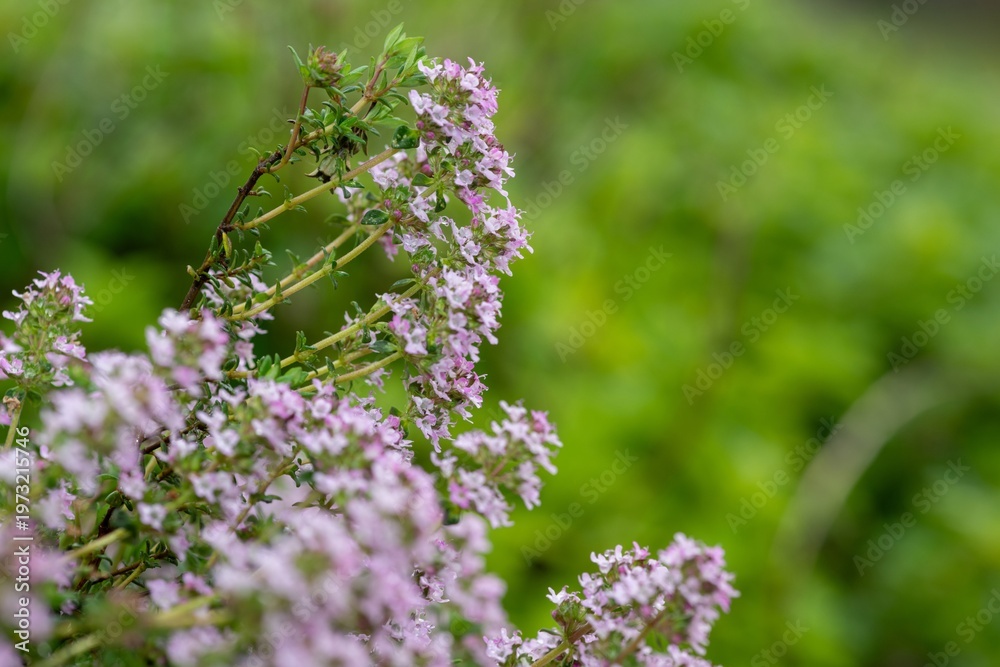 custom made wallpaper toronto digitalCreeping thyme (thymus serpyllum) flowers in bloom