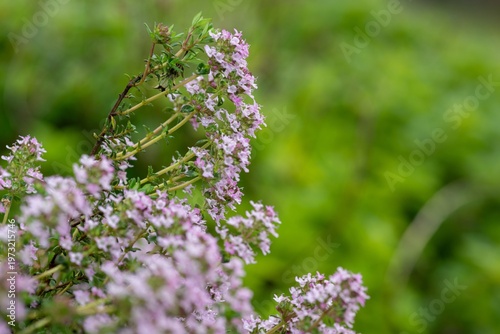 Wallpaper Mural Creeping thyme (thymus serpyllum) flowers in bloom Torontodigital.ca