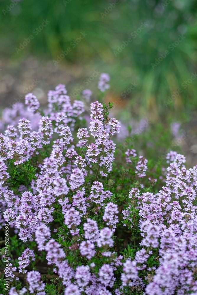 custom made wallpaper toronto digitalCreeping thyme (thymus serpyllum) flowers in bloom
