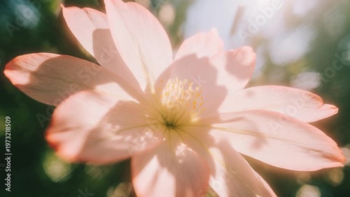 Sunlight Passing Through Translucent Pink Flower Petals Macro