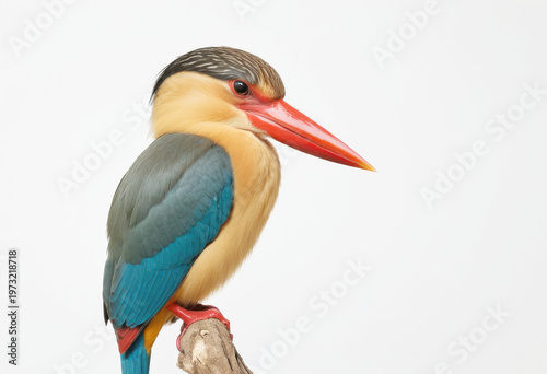 Stork-billed Kingfisher perched on a dead tree branch, oversized red beak, on white background