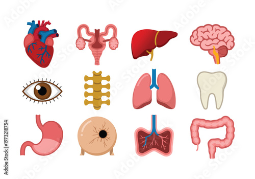 A comprehensive collection of twelve different human internal organs displayed for medical education