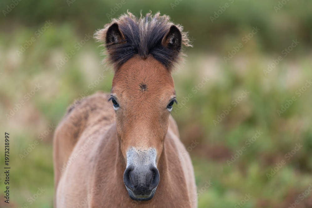 custom made wallpaper toronto digitalPortrait of a young Exmoor pony in the wild