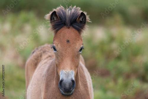 Wallpaper Mural Portrait of a young Exmoor pony in the wild Torontodigital.ca
