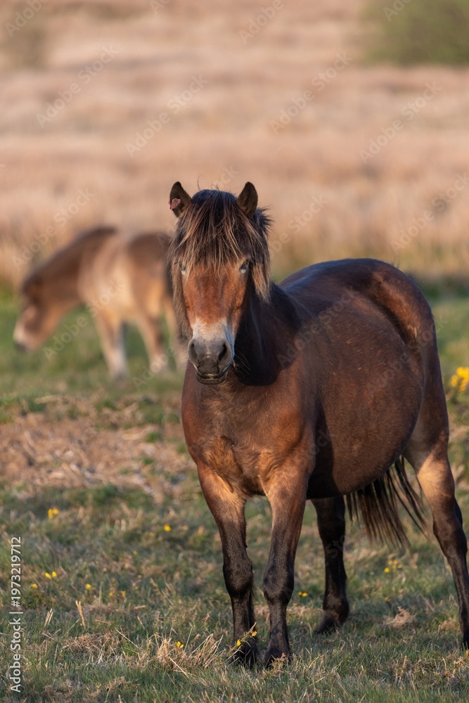 custom made wallpaper toronto digitalPortrait of an Exmoor pony in the wild