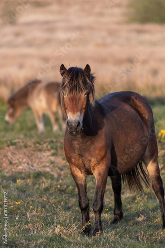 Wallpaper Mural Portrait of an Exmoor pony in the wild Torontodigital.ca