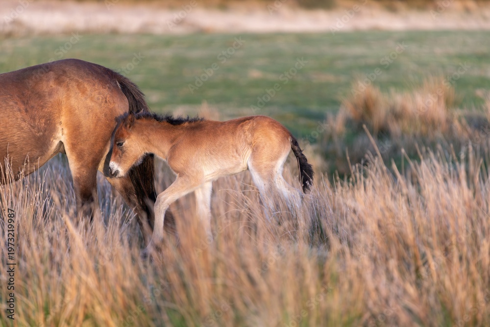 custom made wallpaper toronto digitalPortrait of a young Exmoor pony in the wild