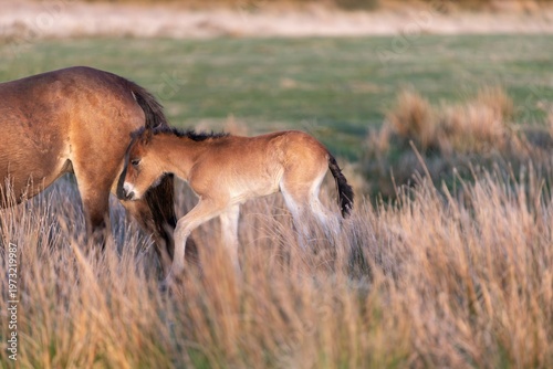 Wallpaper Mural Portrait of a young Exmoor pony in the wild Torontodigital.ca