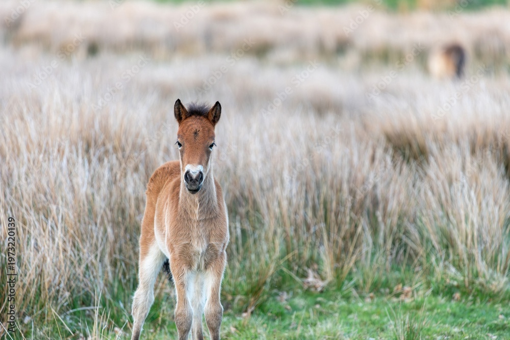 custom made wallpaper toronto digitalPortrait of a young Exmoor pony in the wild