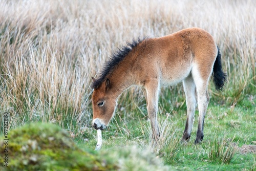 Wallpaper Mural Portrait of a young Exmoor pony in the wild Torontodigital.ca