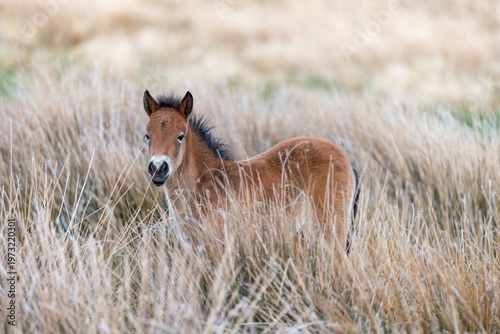 Wallpaper Mural Portrait of a young Exmoor pony in the wild Torontodigital.ca