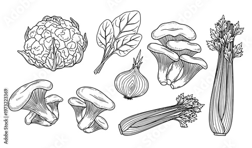 Hand drawn vegetable line set cauliflower spinach onion mushroom celery organic black and white vector illustration isolated on white