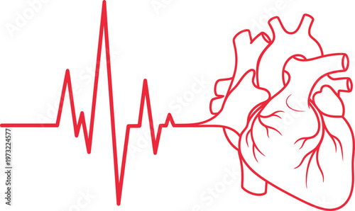 Illustration of a human heart with a red ECG line on a white background, symbolizing cardiovascular health.
