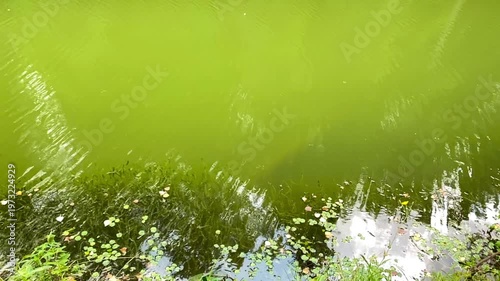 Green water surface with algae and ripples near shore.