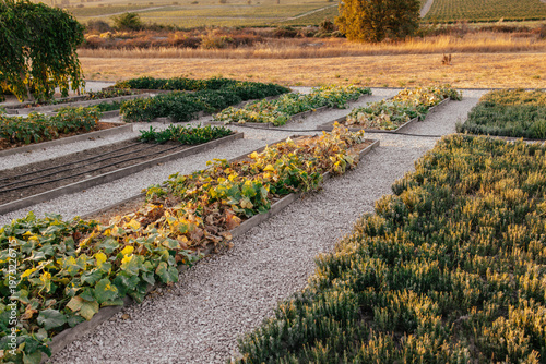 vegetable beds, farming concept, garden