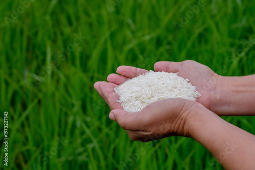 Rice in farmer's hand with green rice plants in background. Agricultural products, human food. Close-up of woman's hand with white rice.