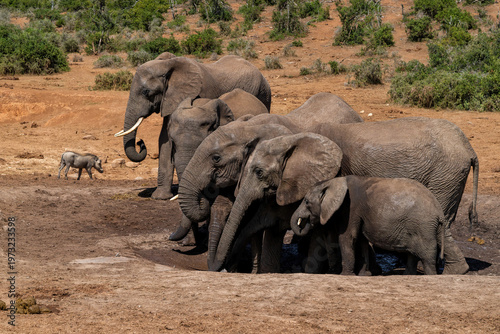 Elephant herd moving around  for food and water in Addo Elephant National Park in South Africa