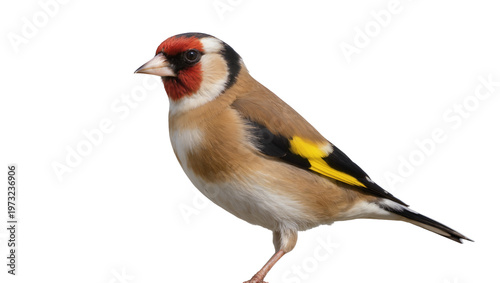 Photos Isolated Goldfinch in profile, showing its iconic red face and vivid yellow and