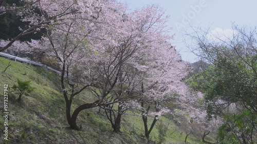 「雨山の郷の桜」和歌山県紀美野町 Cherry Blossoms at Ameyama-no-Sato in Kimino, Wakayama, Japan
