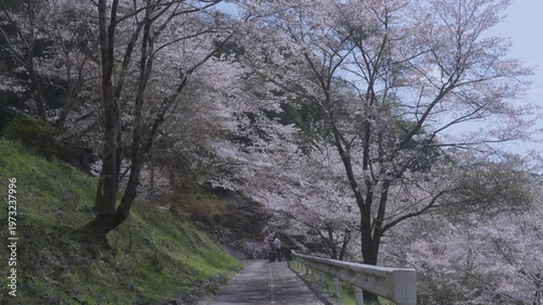 「雨山の郷の桜」和歌山県紀美野町 Cherry Blossoms at Ameyama-no-Sato in Kimino, Wakayama, Japan
