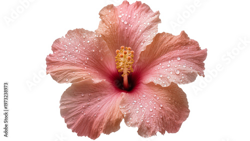 Isolated beautiful pink hibiscus flower with fresh natural water drops on delicate petals