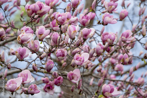 Rich blomming magnolia tree in spring against a  blue sky