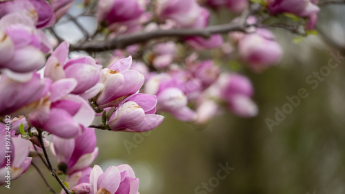Magnolia in a garden blooming in spring - gardening background