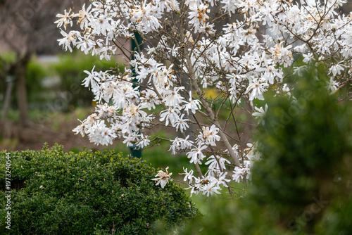 A white star magnolia blooming in a garden, natural background