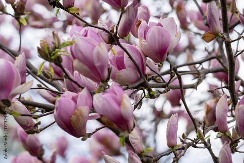 Magnolia in a garden blooming in spring - gardening background