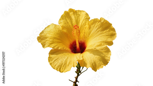 Isolated vibrant yellow hibiscus flower with striking red center, detailed tropical bloom on a stem