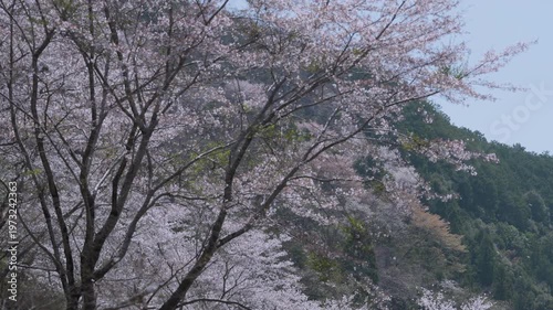「雨山の郷の桜」和歌山県紀美野町 Cherry Blossoms at Ameyama-no-Sato in Kimino, Wakayama, Japan