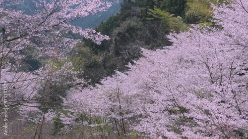「雨山の郷の桜」和歌山県紀美野町 Cherry Blossoms at Ameyama-no-Sato in Kimino, Wakayama, Japan