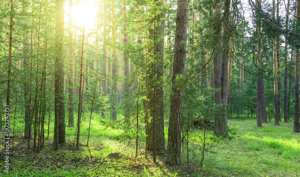 Fototapeta premium Sunlight filters through tall green trees