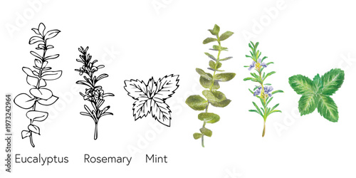 ユーカリ・ローズマリー・ミントの手描きハーブ素材｜線画と色鉛筆・ボタニカル・ベクター