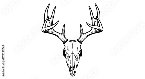 A detailed black and white illustration of a deer skull with large antlers, presented in a clean, minimalist style