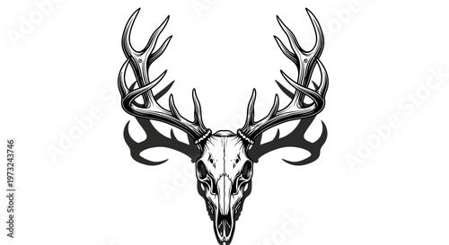Deer Skull with Antlers Illustration - A Detailed Artistic Representation of a Stag's Cranium