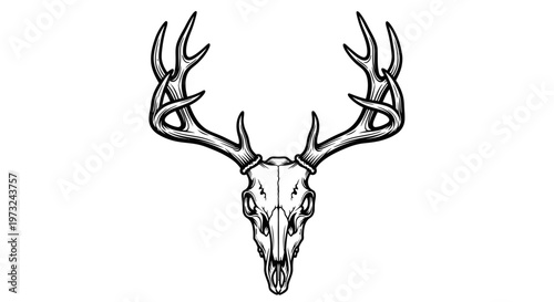 Detailed illustration of a deer skull with large antlers, symbolizing nature and the wild